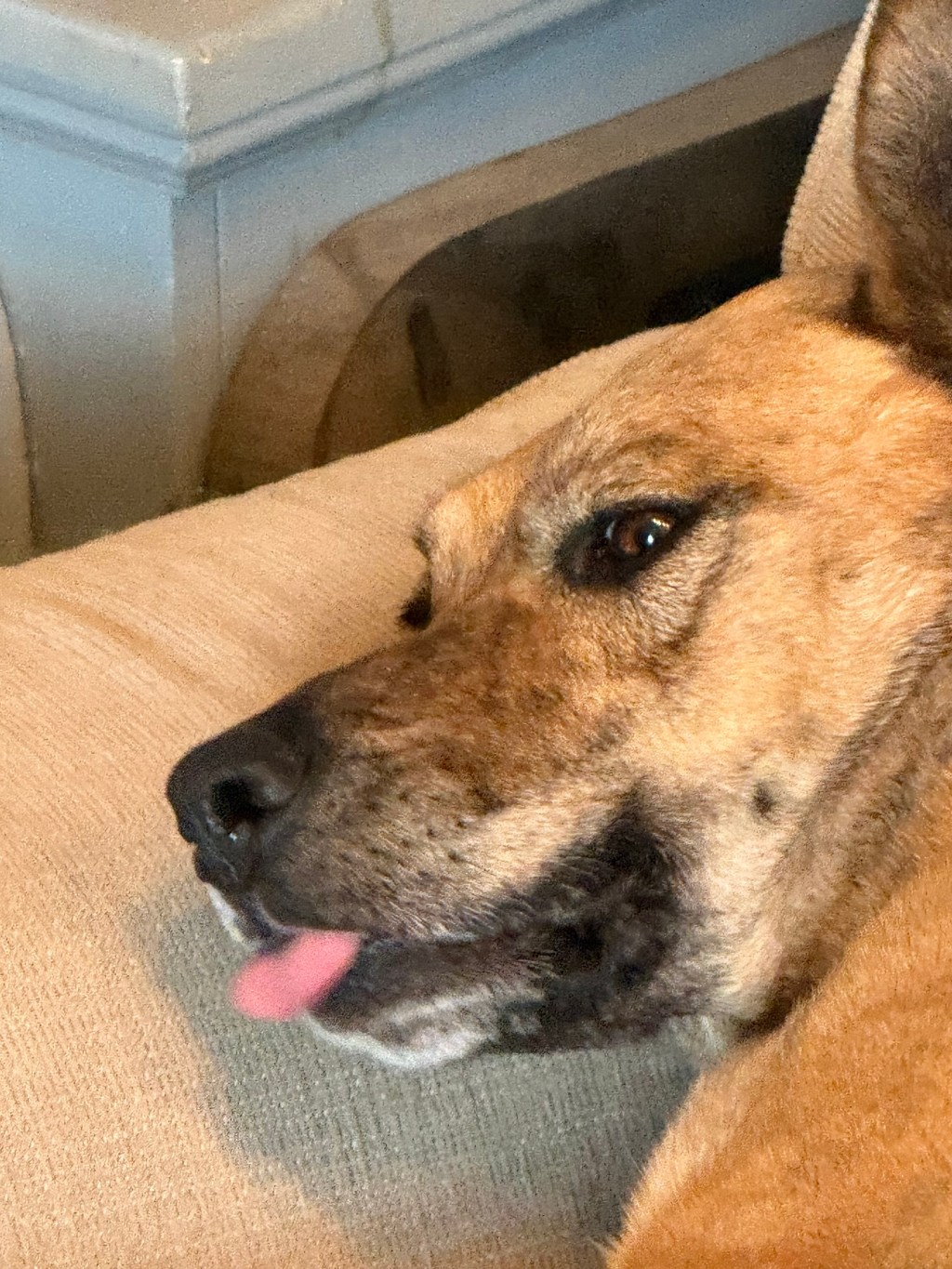 An ode to my&nbsp;dogs